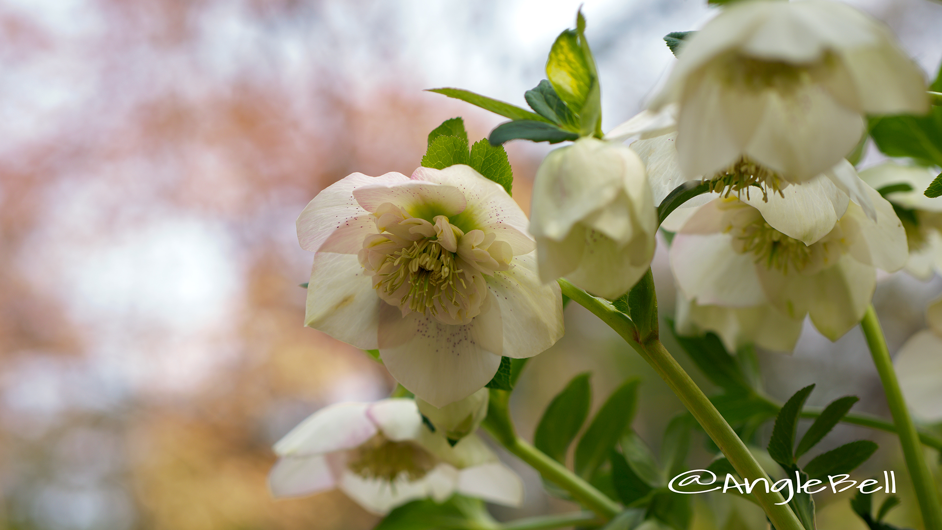 レンテンローズ ホワイト・セミダブル Flower Photo1