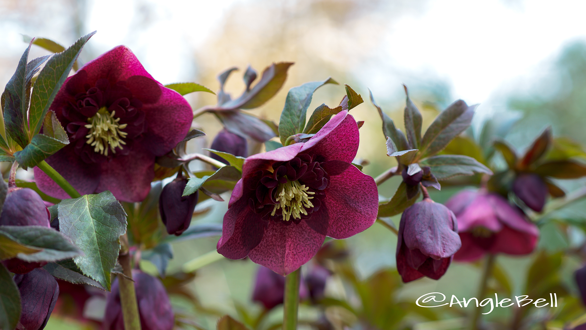 レンテンローズ パープル・セミダブル Flower Photo1