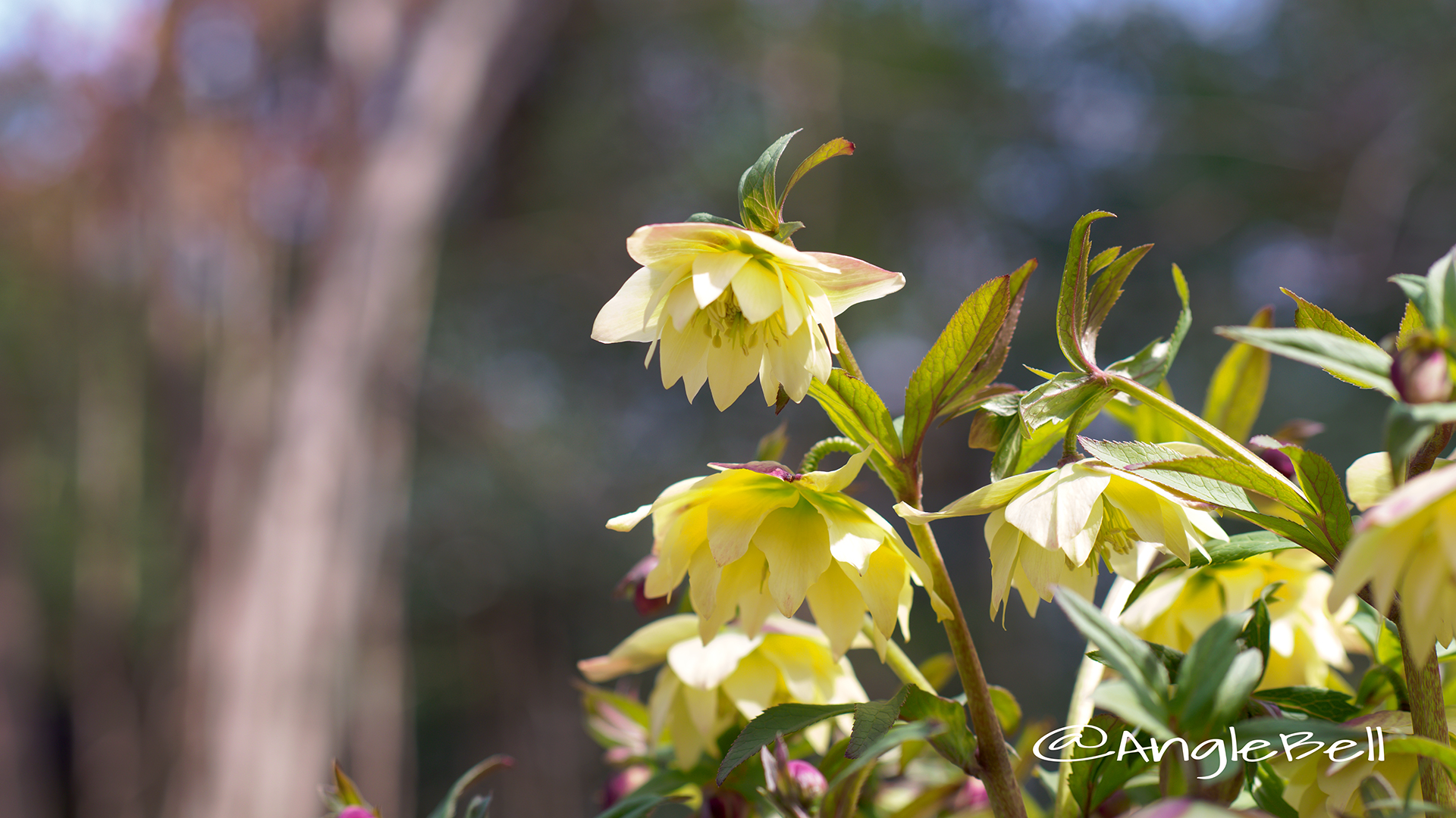 ライム・イエロー クリスマスローズ Flower Photo1