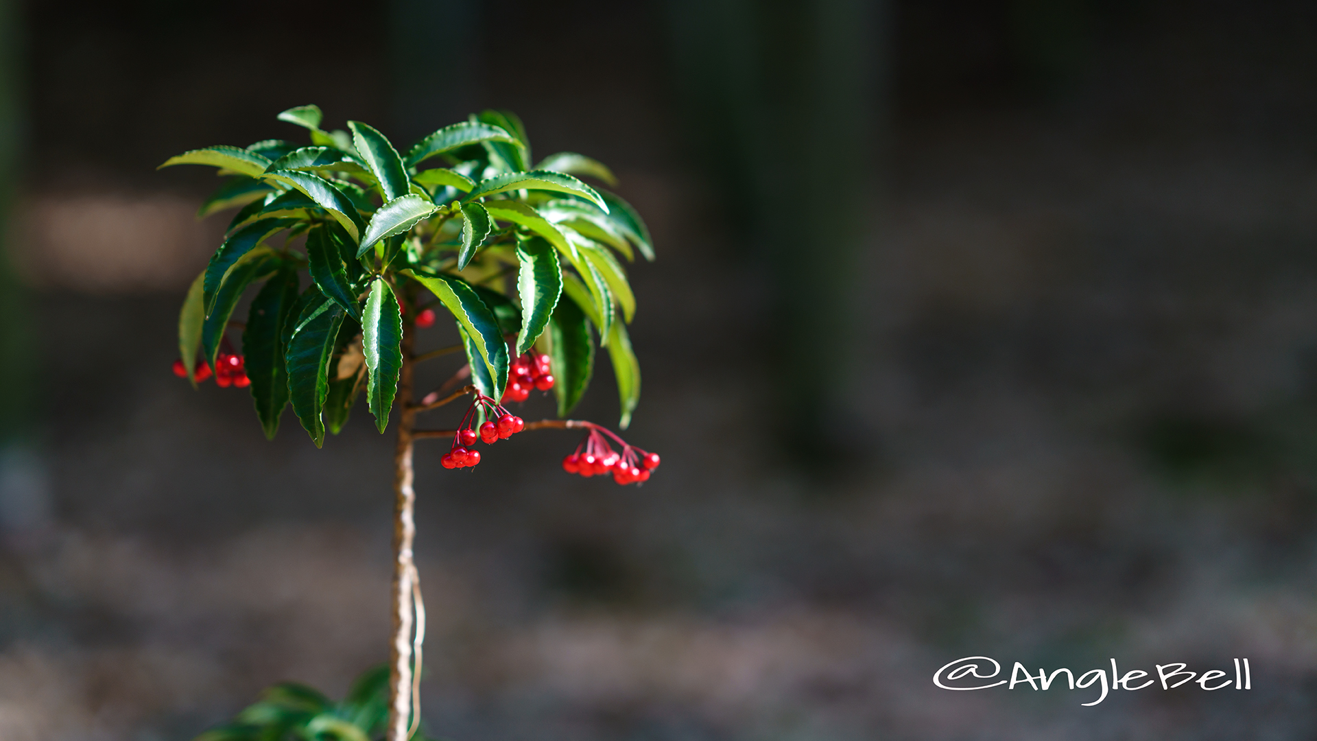 マンリョウ 万両 Flower Photo4