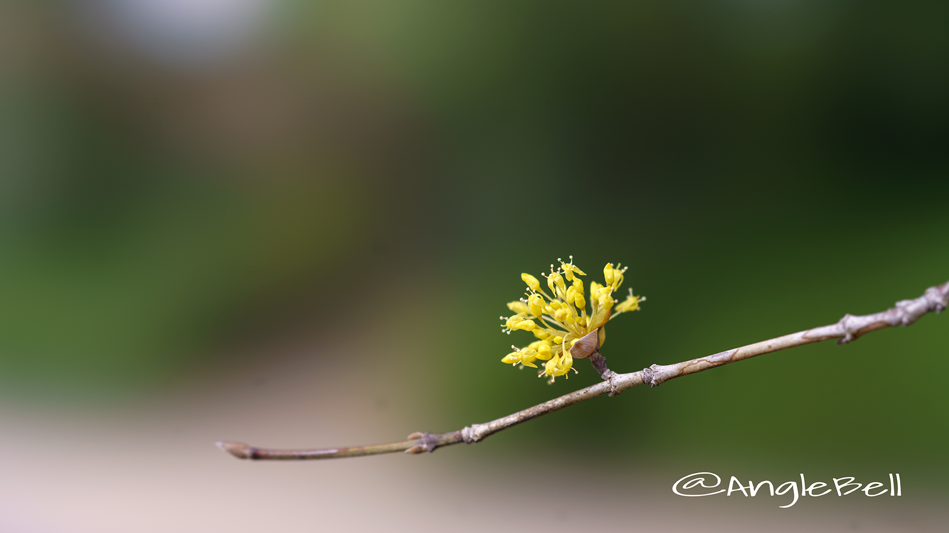 サンシュユ 山茱萸 Flower Photo2