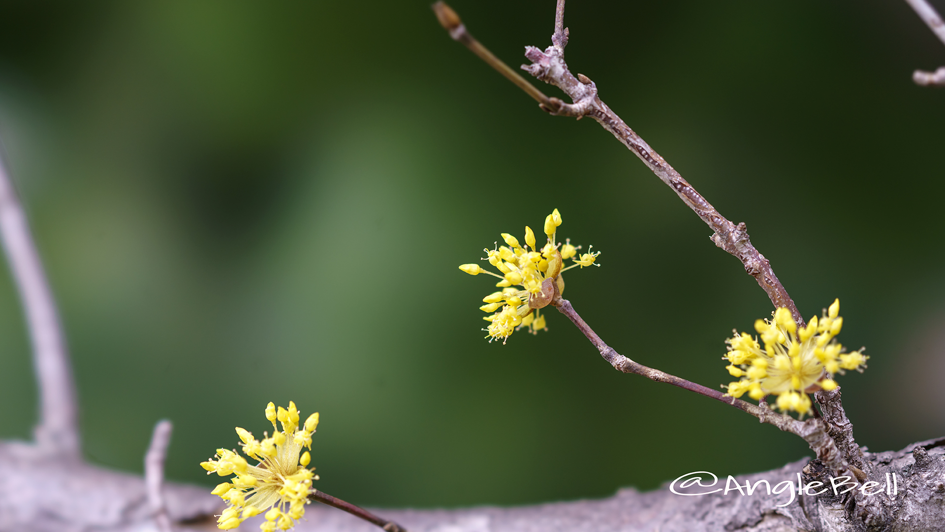 サンシュユ 山茱萸 Flower Photo3