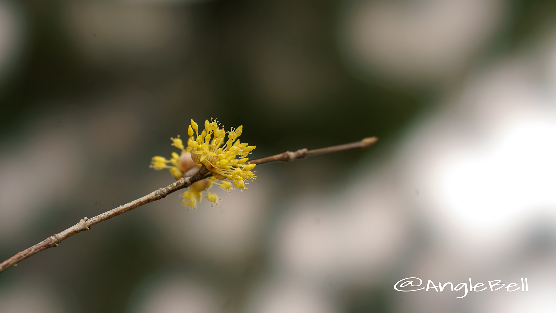 サンシュユ 山茱萸 Flower Photo4