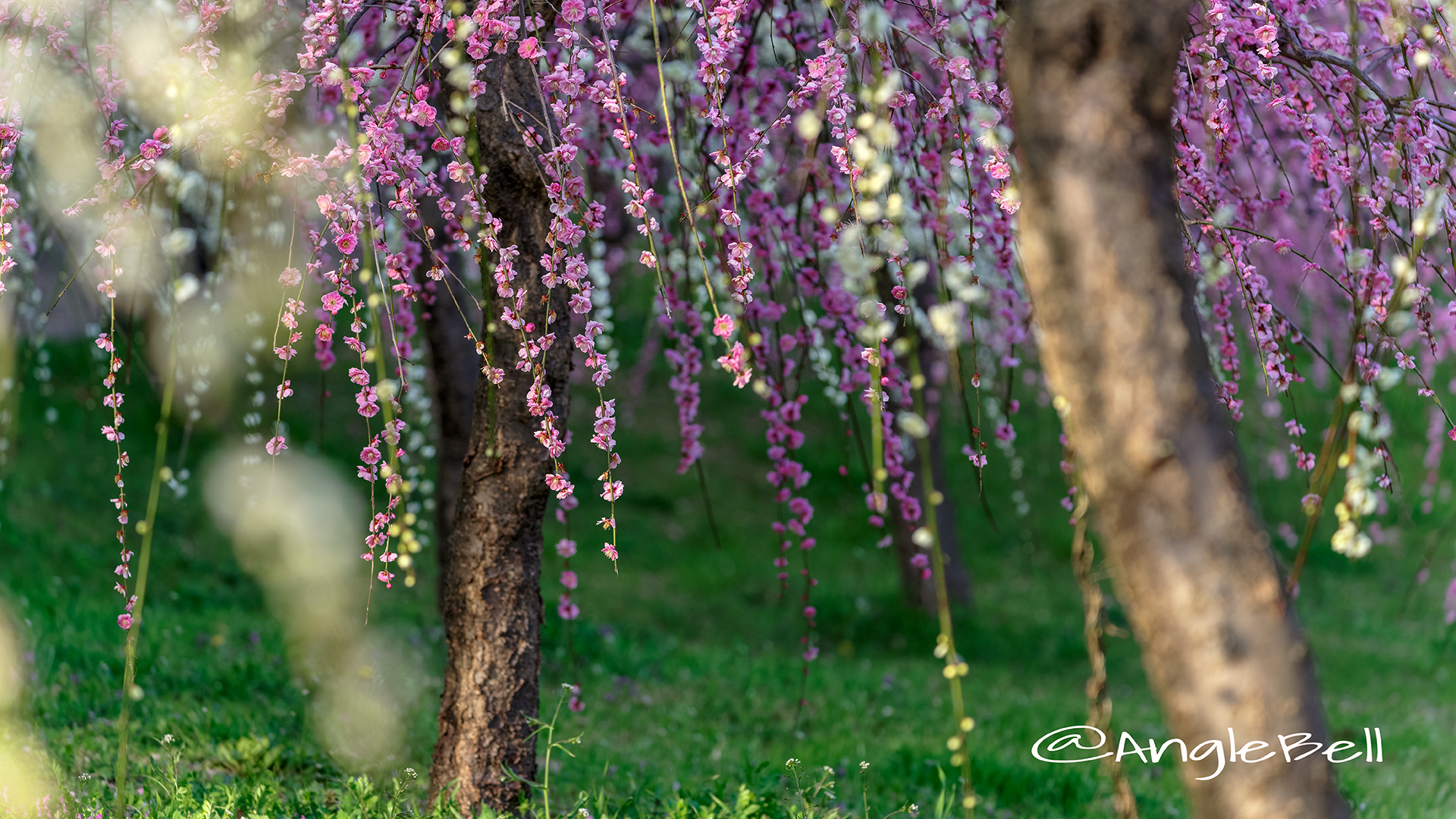 しだれ梅 Flower Photo6