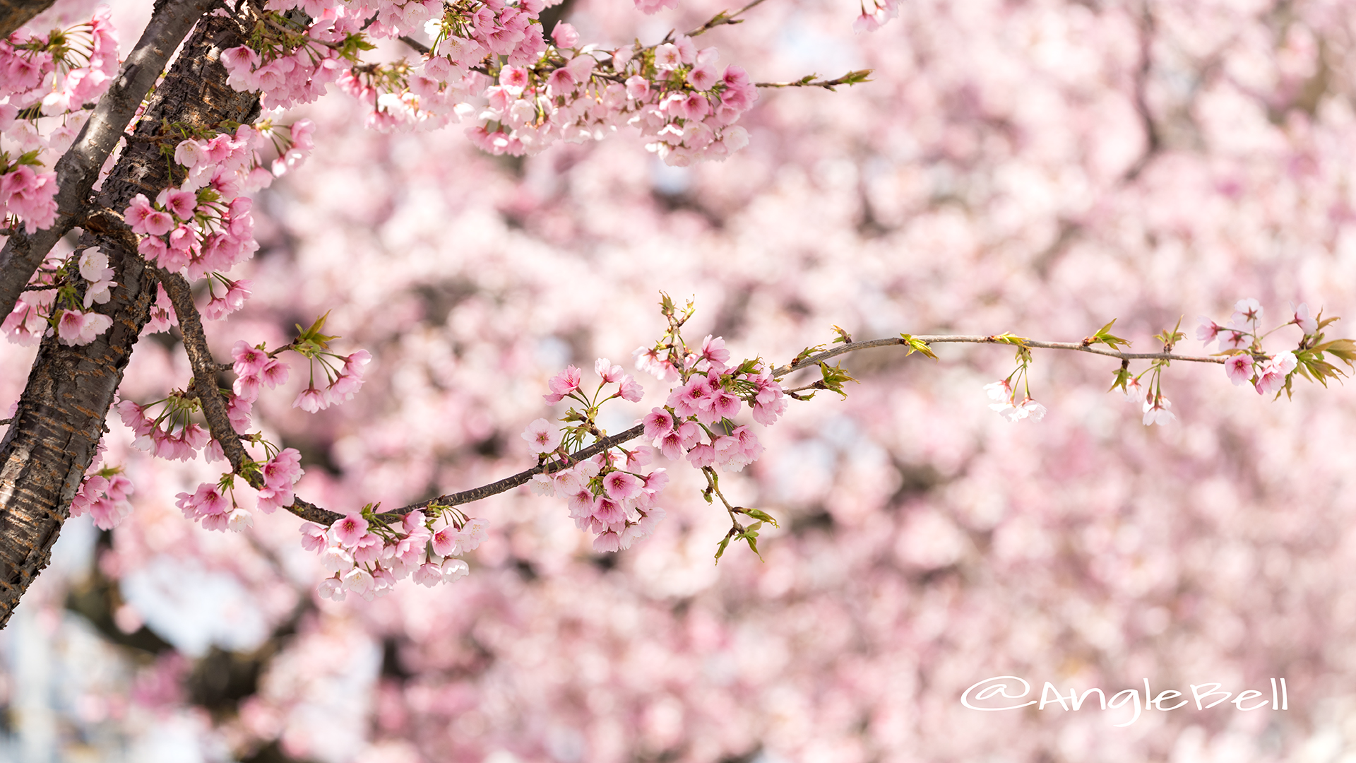 オオカンザクラ 大寒桜 Flower Photo2019＿05