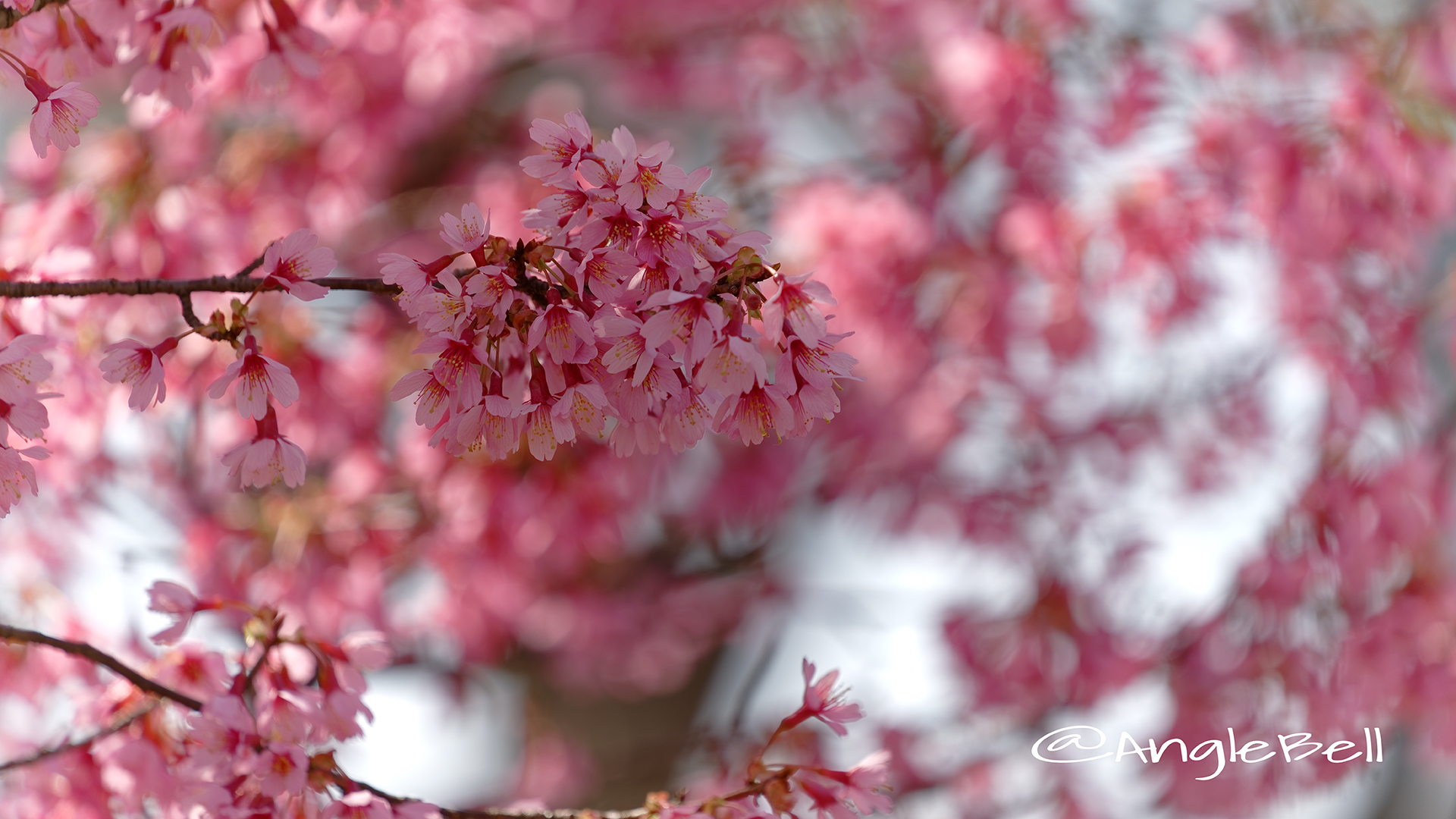 カンヒザクラ 寒緋桜 Flower Photo4