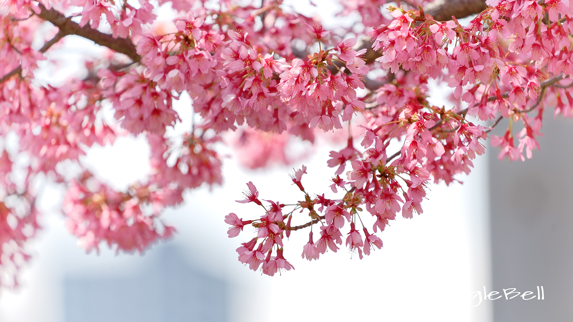 カンヒザクラ 寒緋桜 Flower Photo5