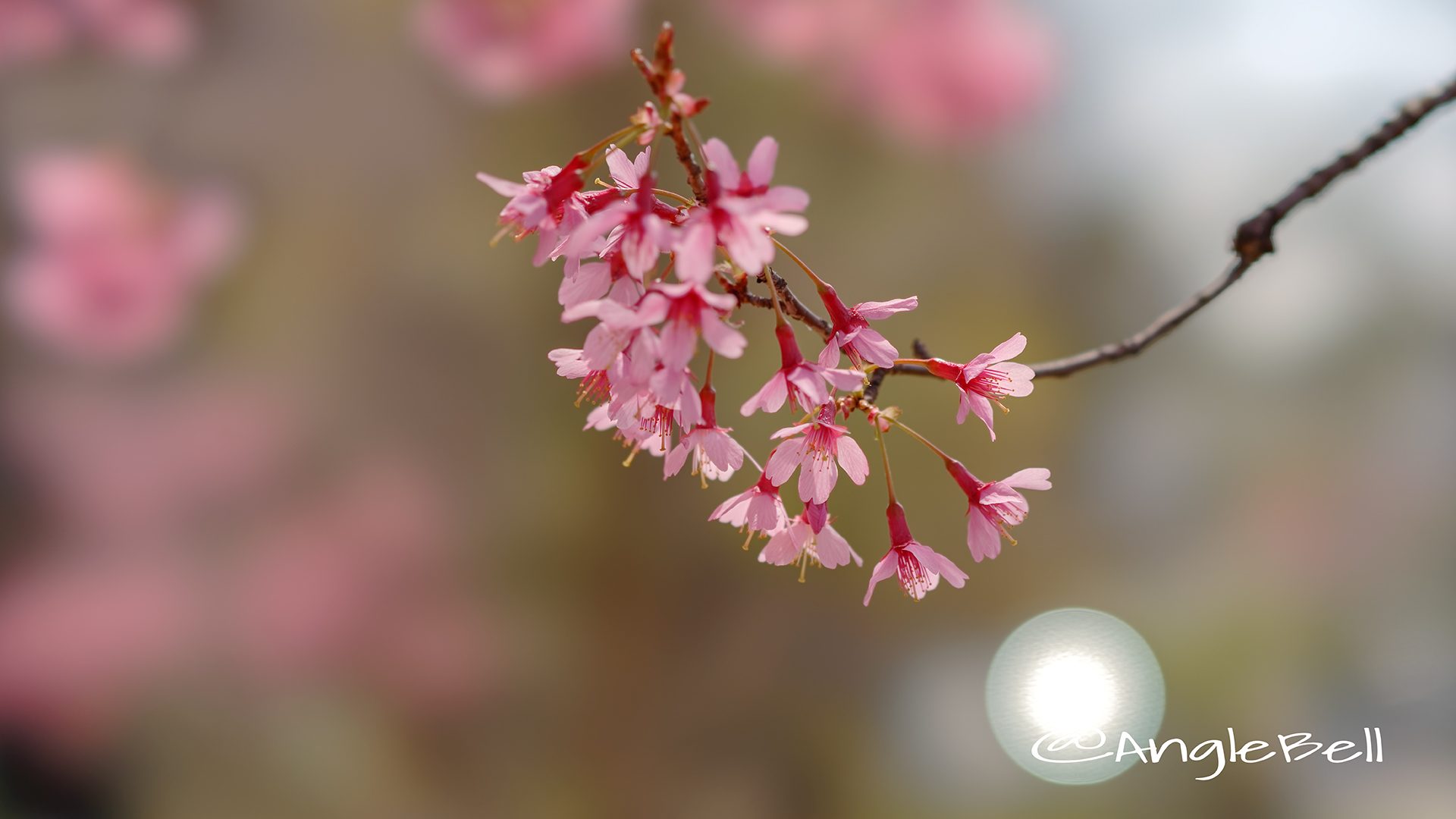 カンヒザクラ 寒緋桜