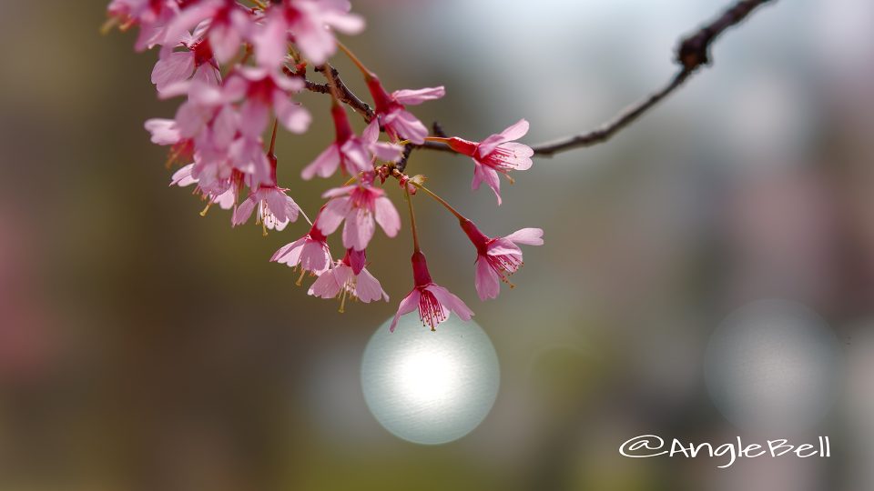 カンヒザクラ 寒緋桜