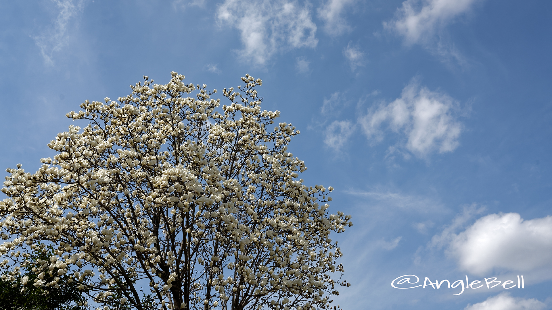 ハククレン 白木蓮 Flower Photo4