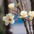 ハククレン 白木蓮 Flower Photo1