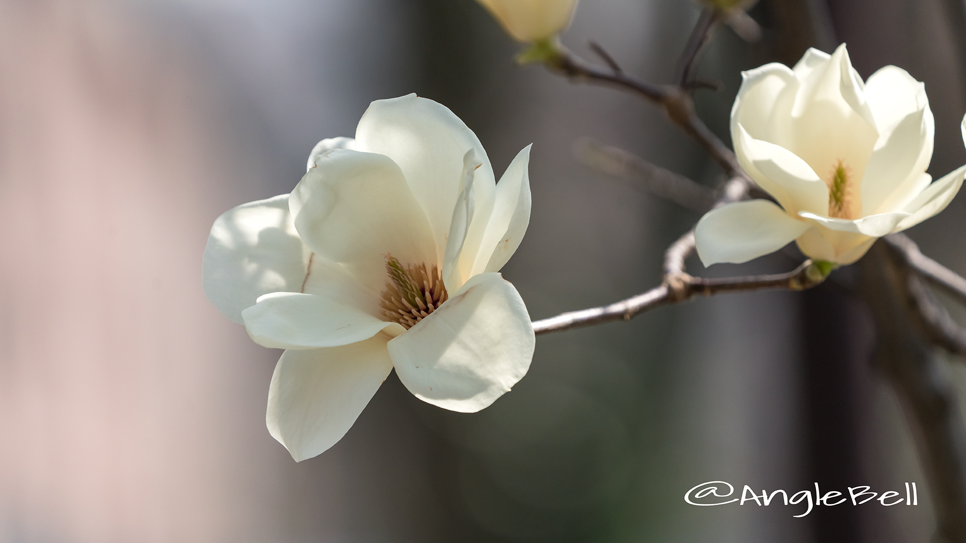 ハクレン 花の種類 Anglebell Flowers