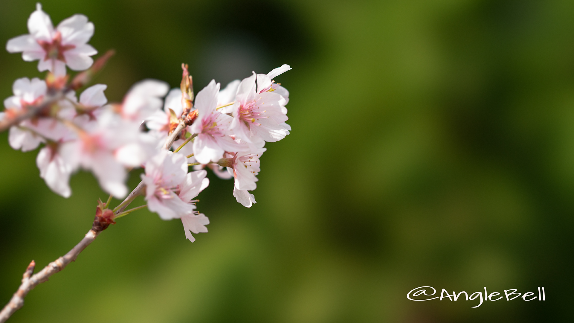 ケイオウザクラ 啓翁桜 Flower Photo3