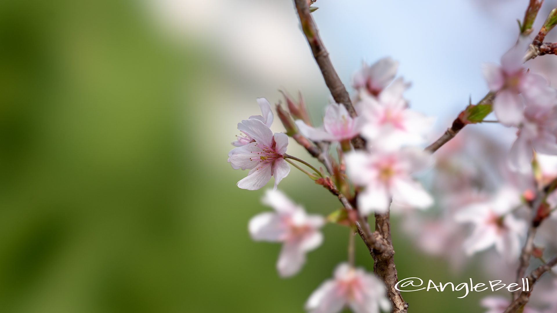 ケイオウザクラ 啓翁桜