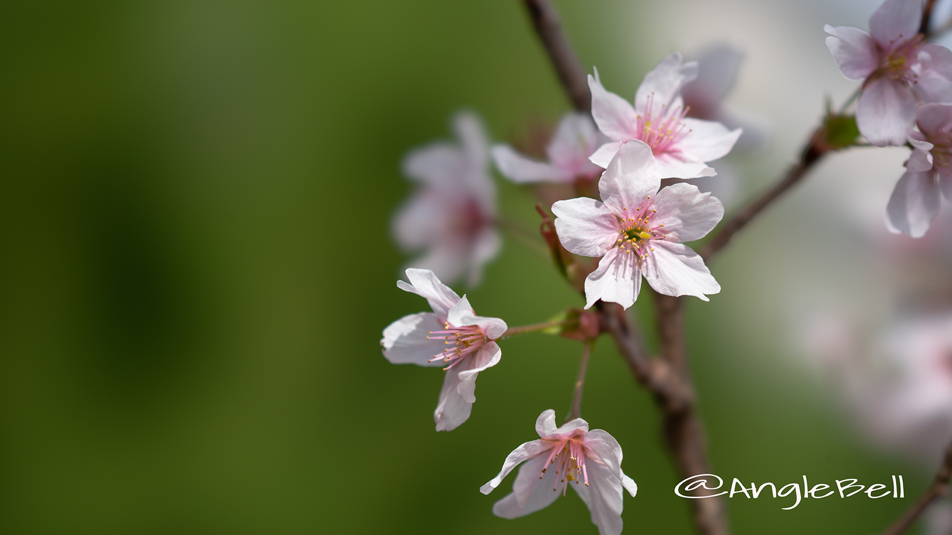 ケイオウザクラ 啓翁桜 Flower Photo2