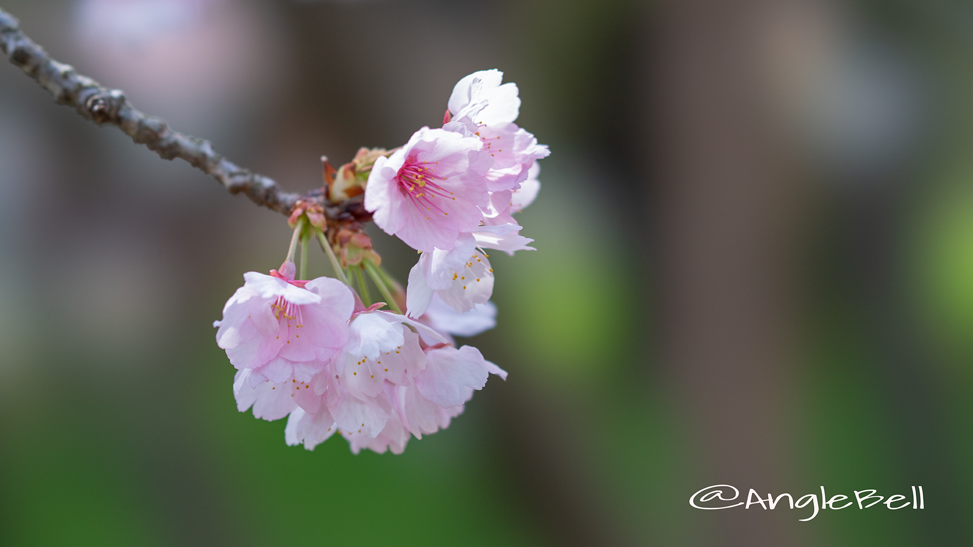 オオカンザクラ 大寒桜 Flower Photo2019＿01