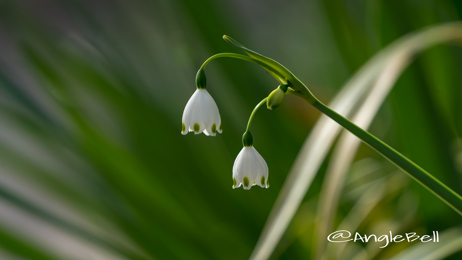 スズランズイセン 鈴蘭水仙 Flower Photo4