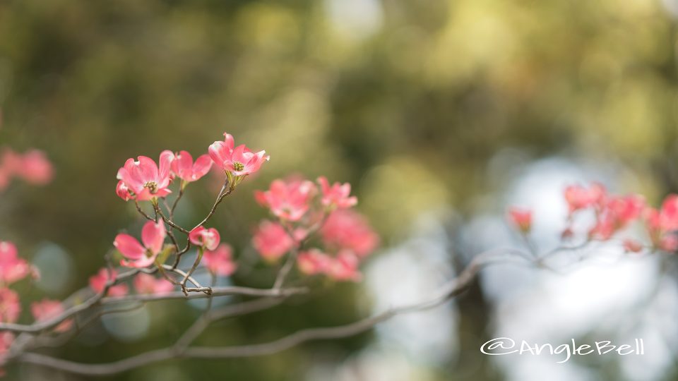 ハナミズキ 花水木