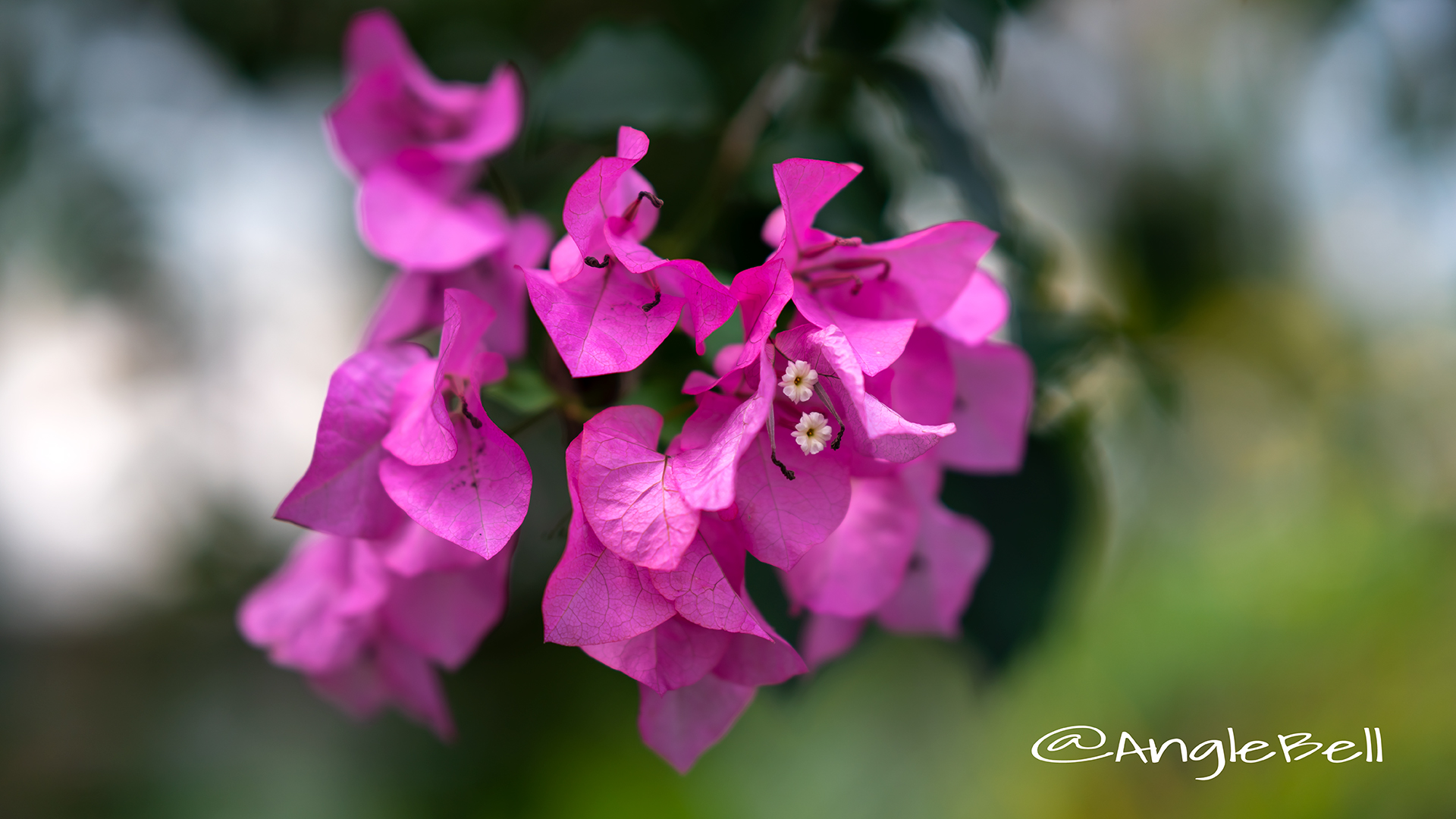 ブーゲンビリア Flower Photo3