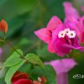 ブーゲンビリア Flower Photo1