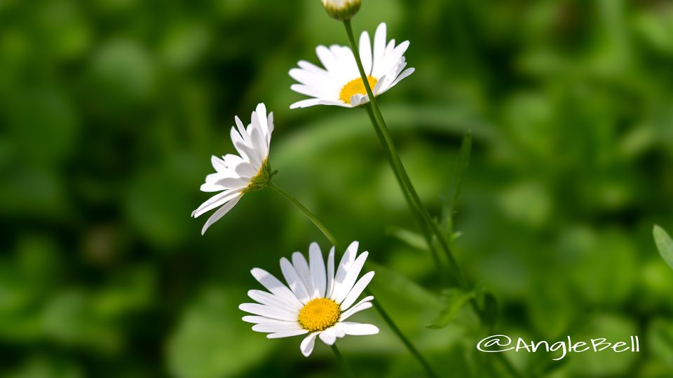 フランスギク 仏蘭西菊