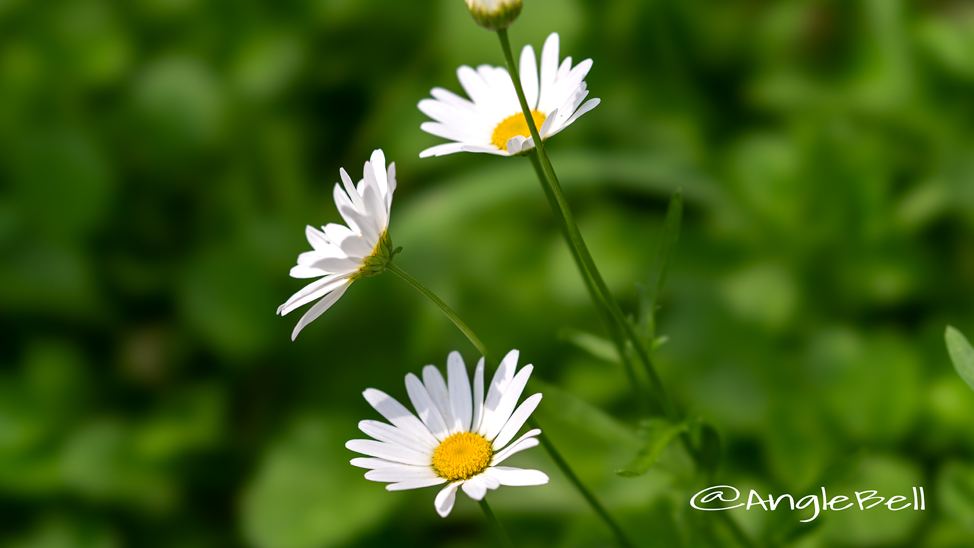 フランスギク 仏蘭西菊 Flower Photo2