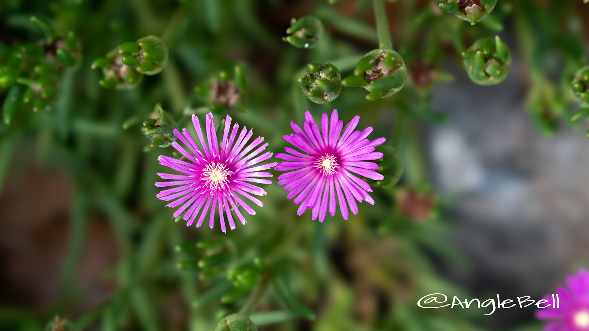 マツバギク 松葉菊 Flower Photo4