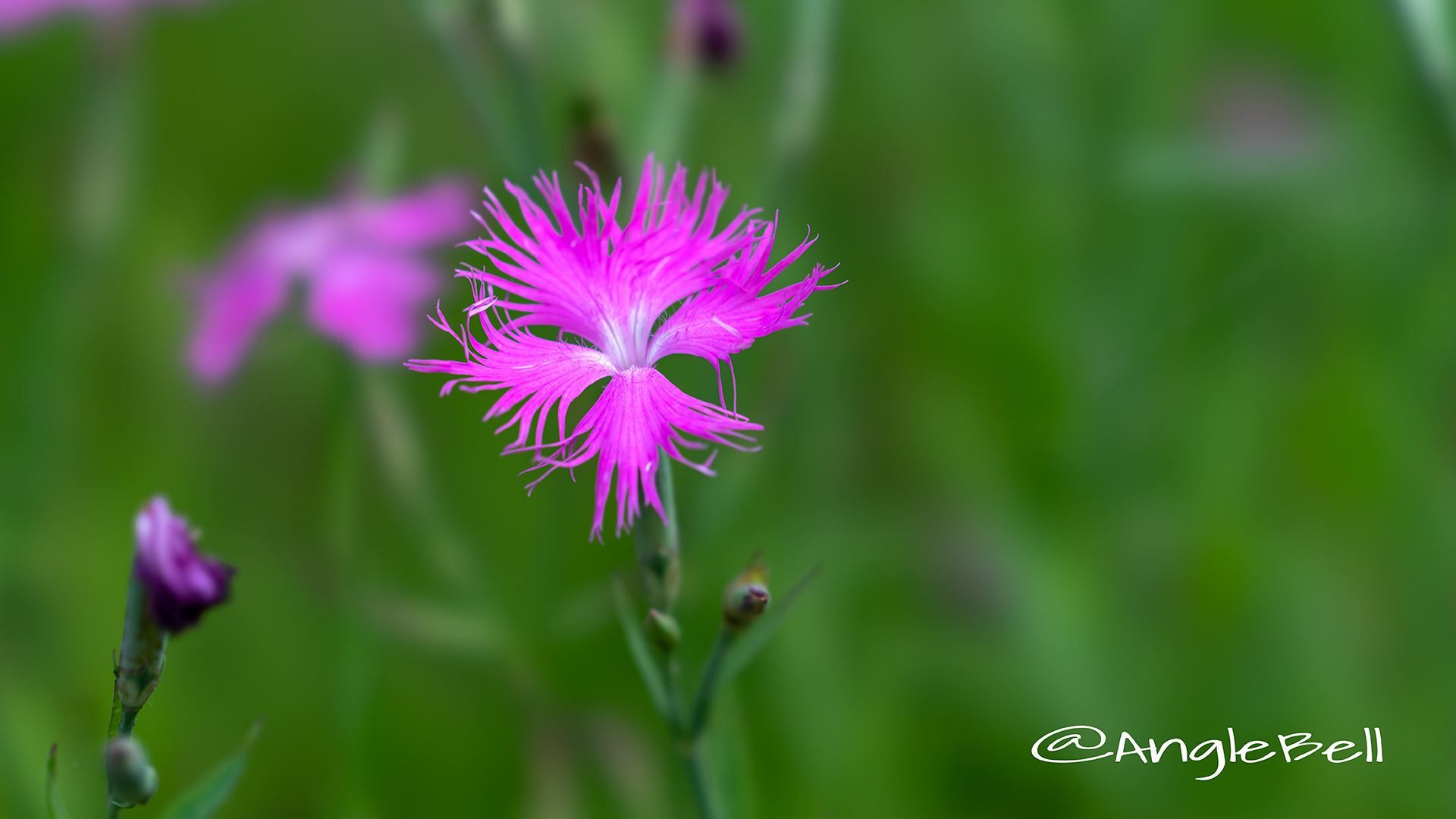 カワラナデシコ Flower Phot6