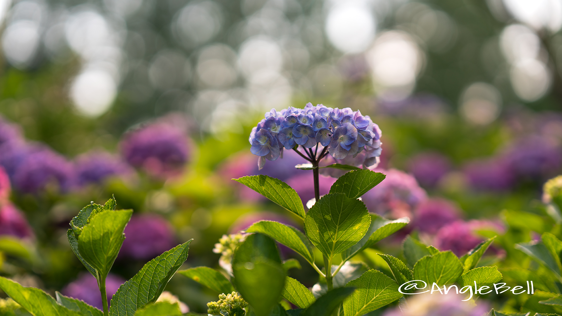 アジサイ 紫陽花 Flower Photo13