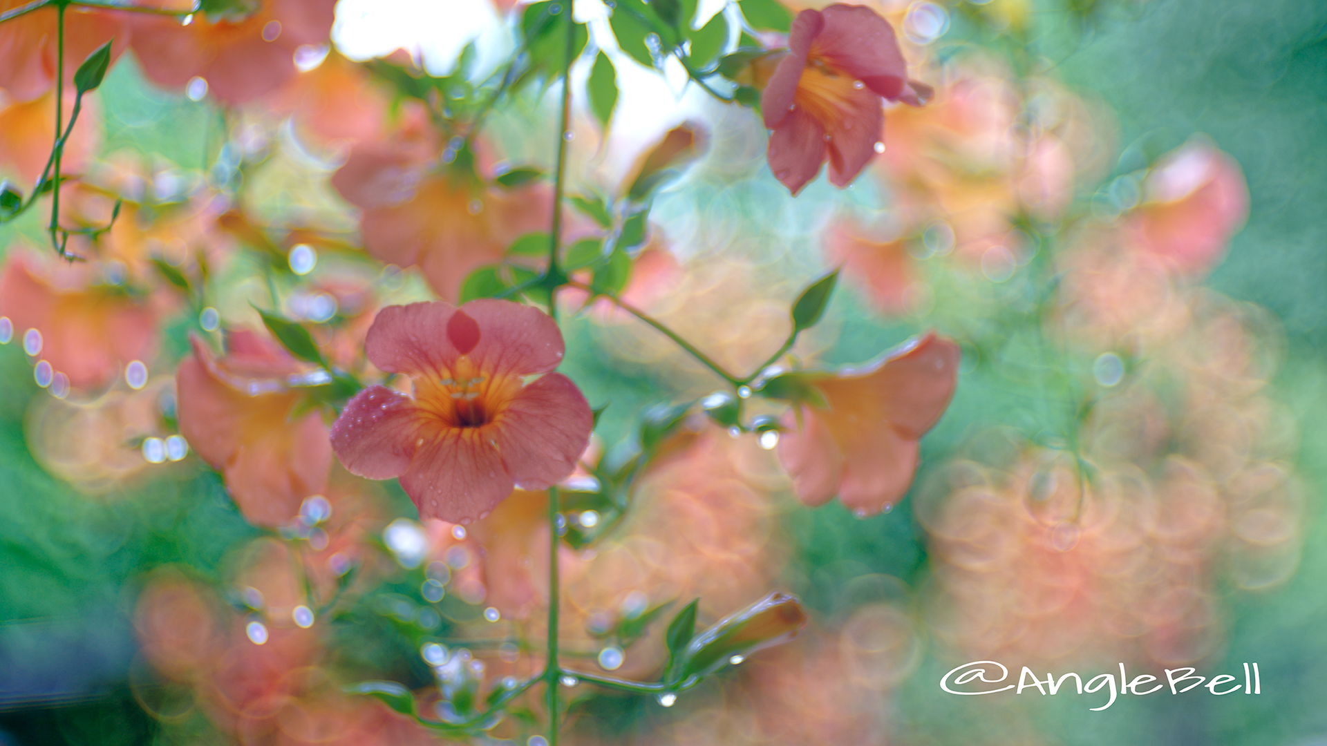 ノウゼンカズラ Flower Photo5