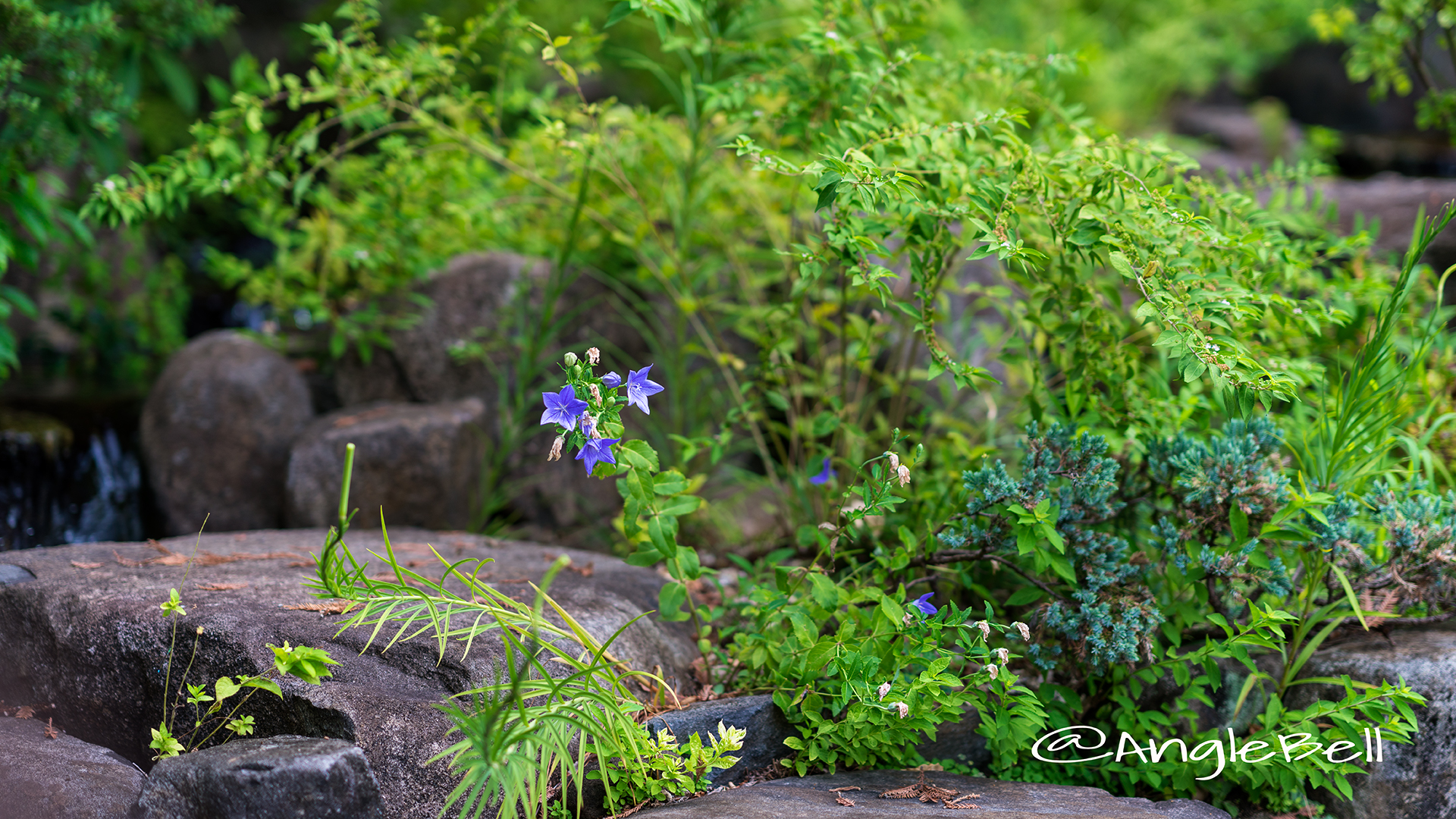 キキョウ 桔梗 Flower Photo1