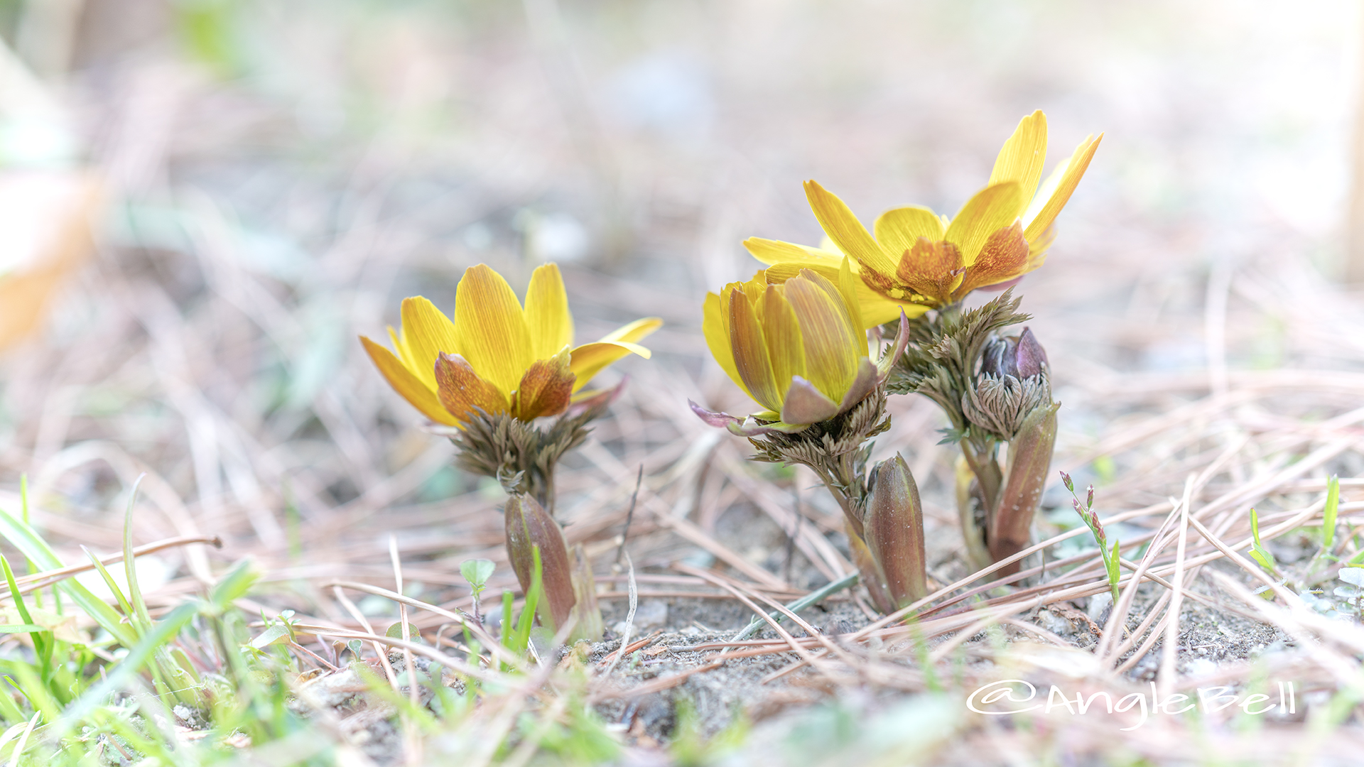 フクジュソウ 福寿草 Flower Photo2019_01