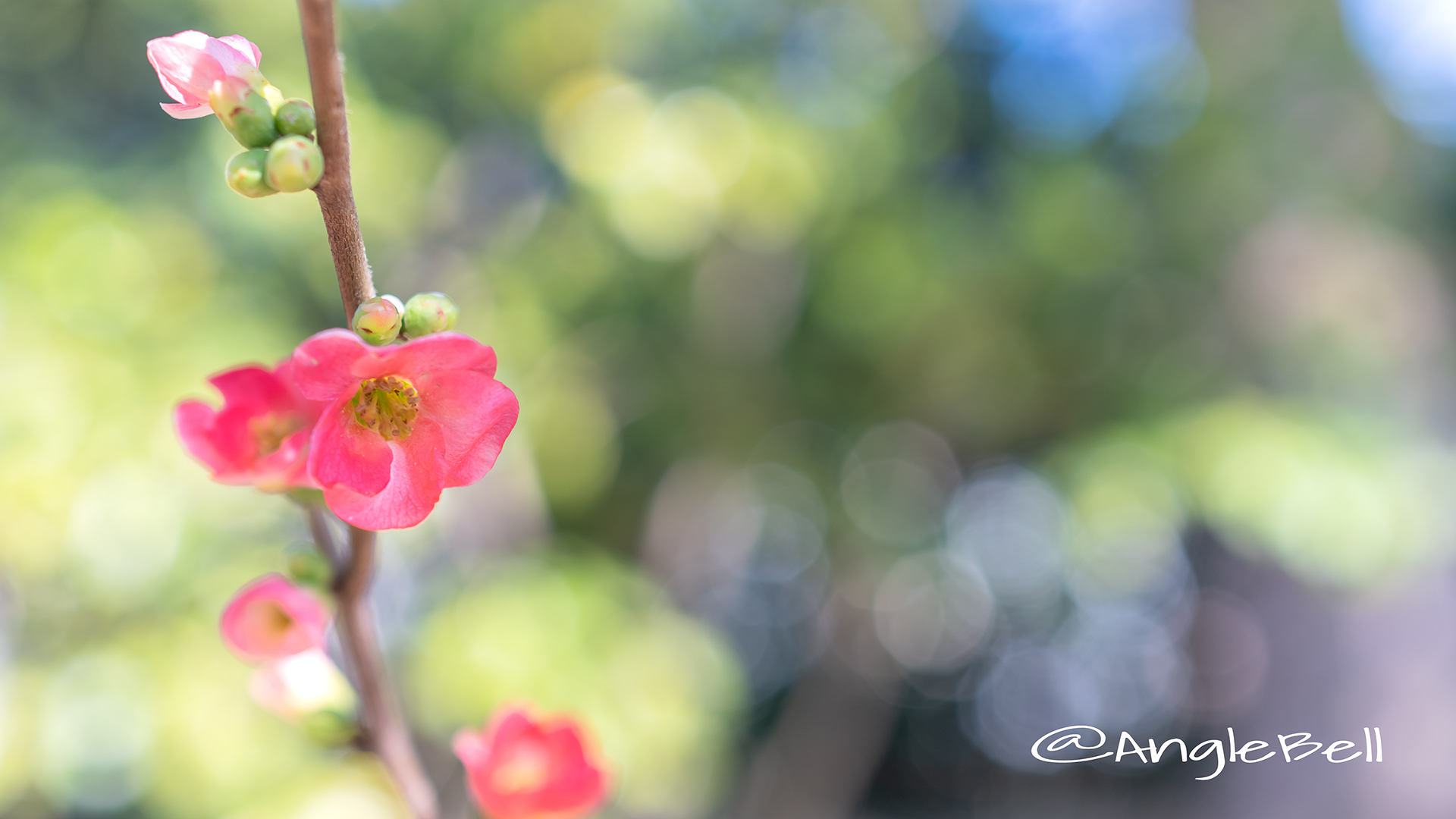 ボケ 木瓜 Flower Photo2019＿01