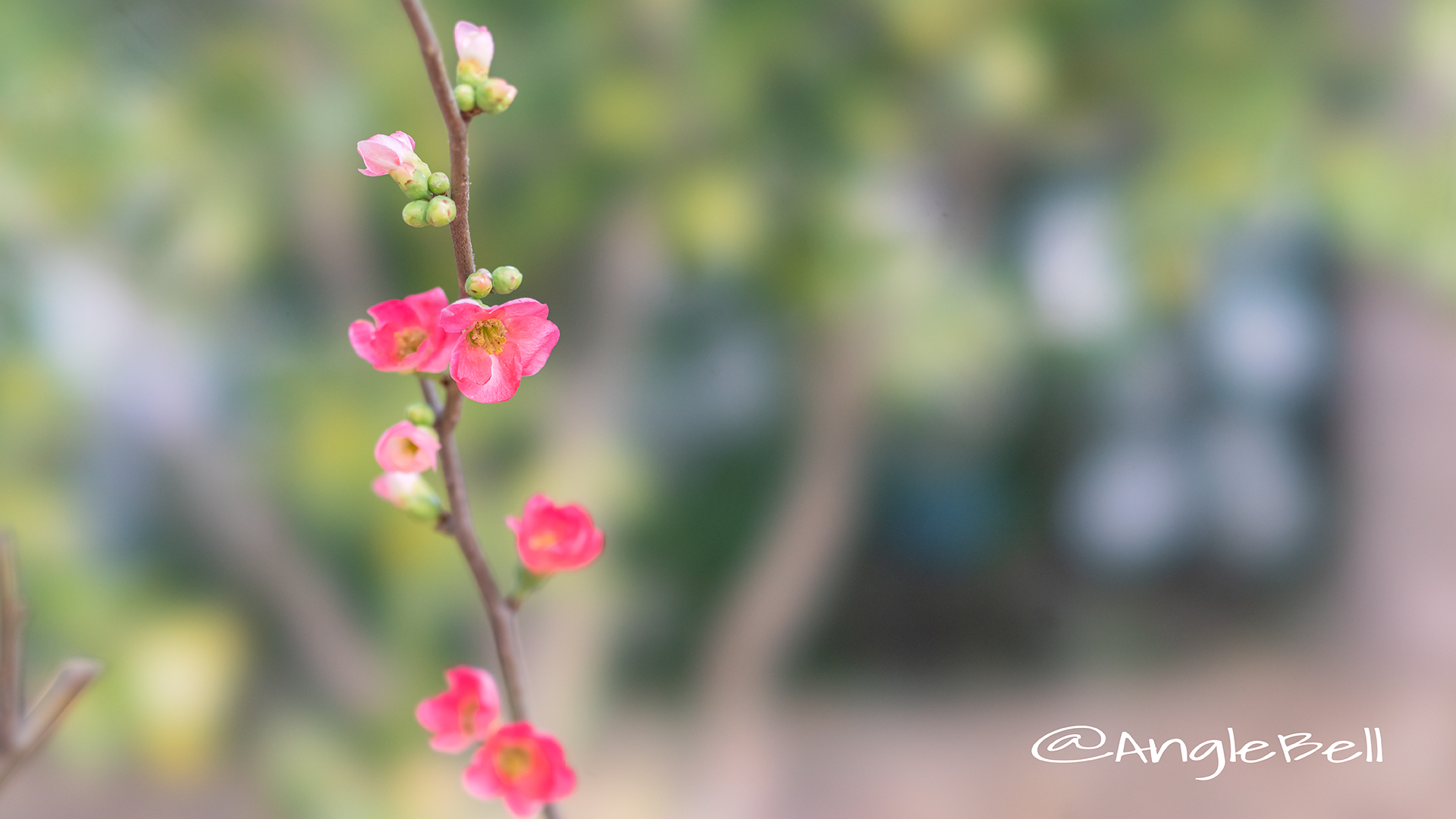 ボケ 木瓜 Flower Photo2019＿02