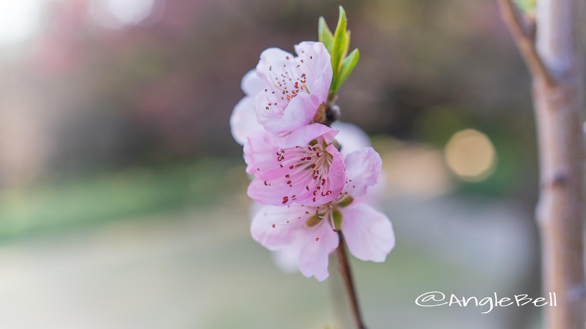 ひなの粧 (花桃) Flower Photo2