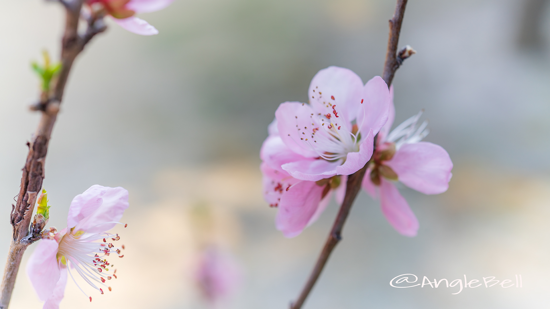 ひなの粧 (花桃) Flower Photo3