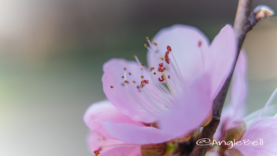 ひなの粧  (花桃)