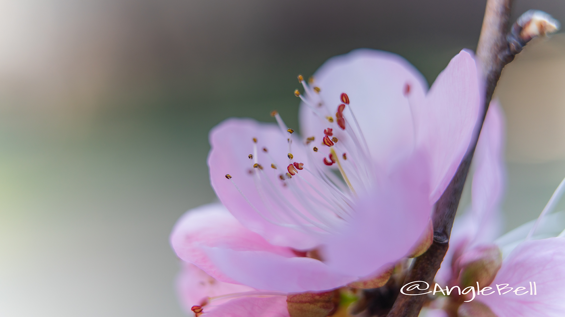 ひなの粧 (花桃) Flower Photo4