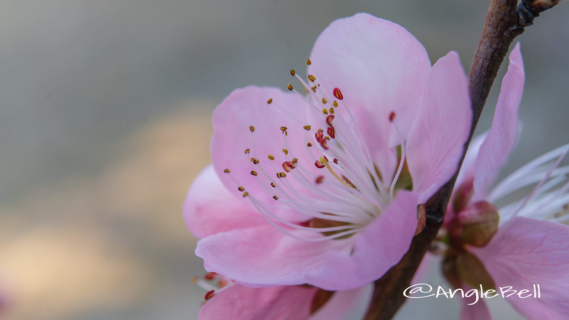 ひなの粧  (花桃)