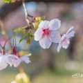 オオカンザクラ 大寒桜 Flower Photo2019＿02