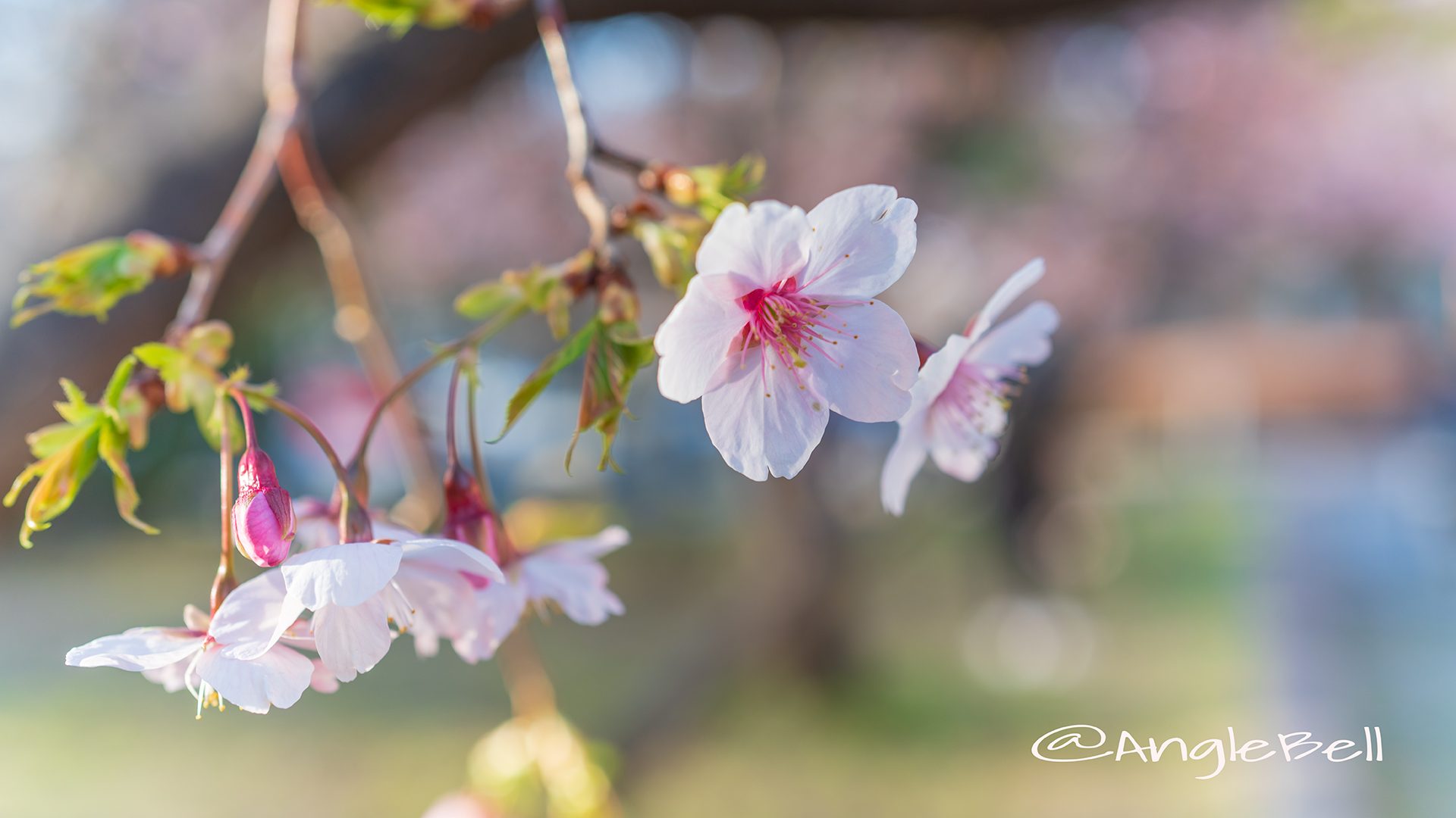 オオカンザクラ 大寒桜