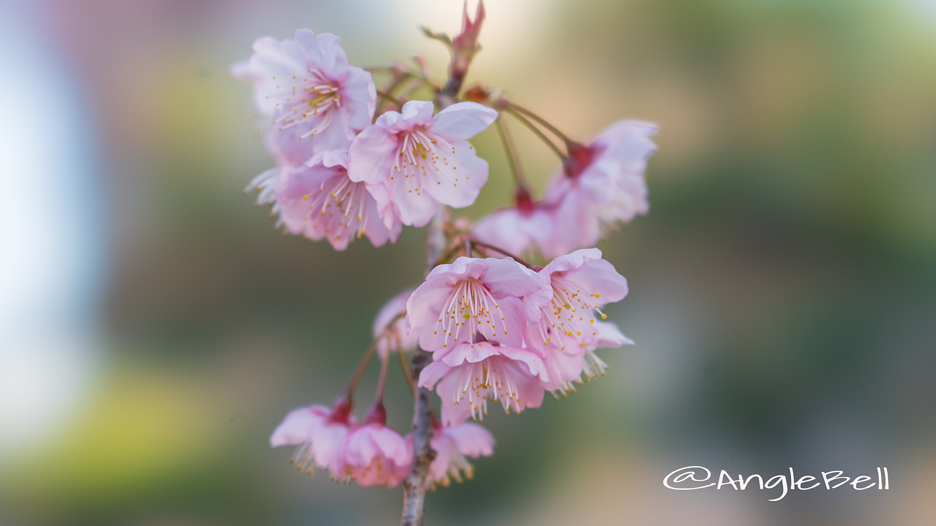 ツバキカンザクラ 椿寒桜 Flower Photo2019＿01