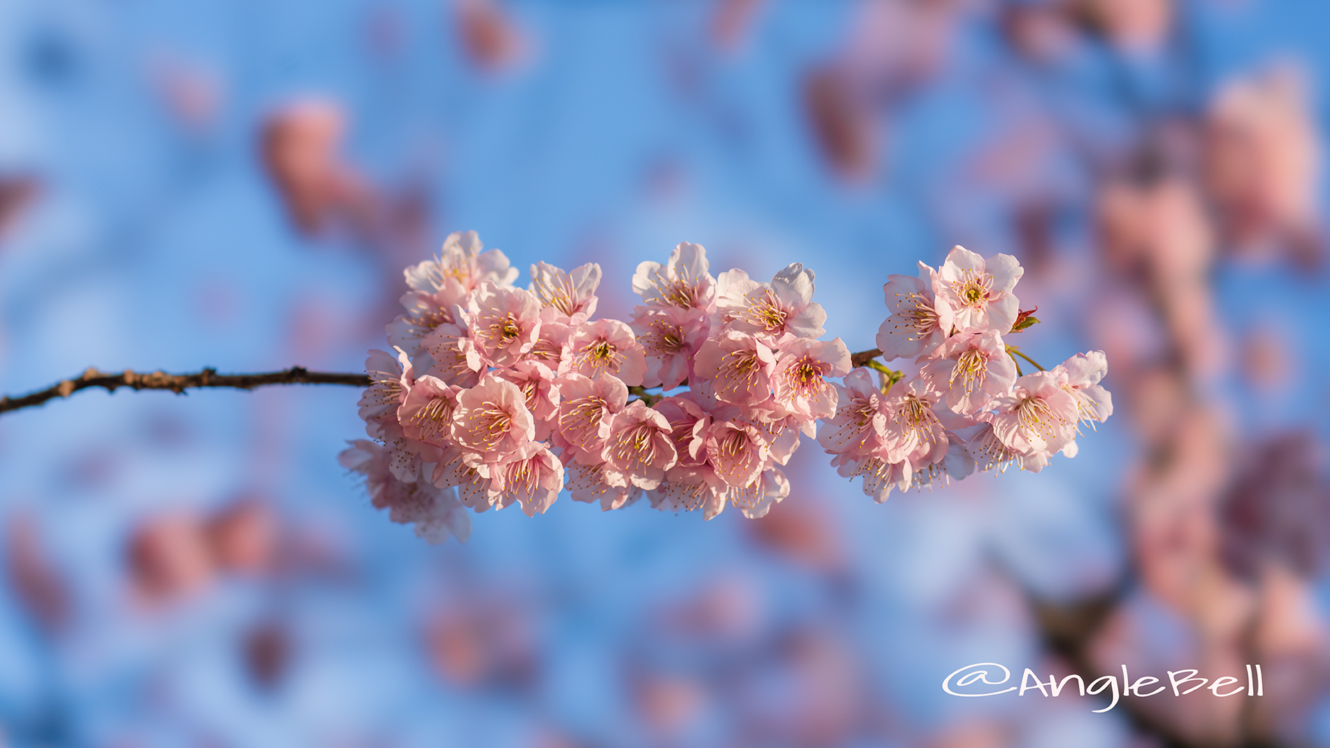 ツバキカンザクラ 椿寒桜 Flower Photo2019＿02