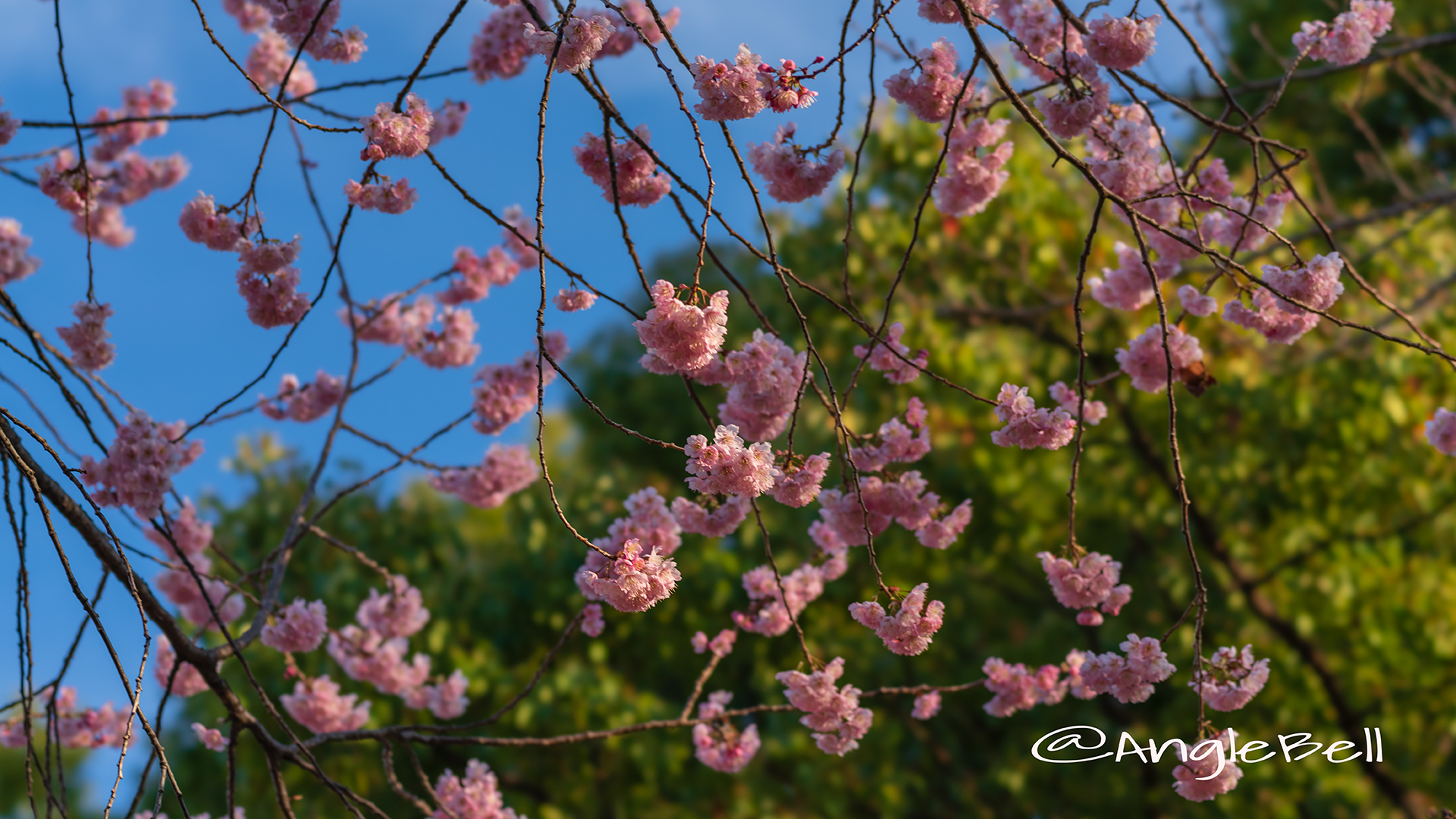 ツバキカンザクラ 椿寒桜 Flower Photo2019＿03