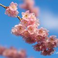 ツバキカンザクラ 椿寒桜 Flower Photo2019＿04