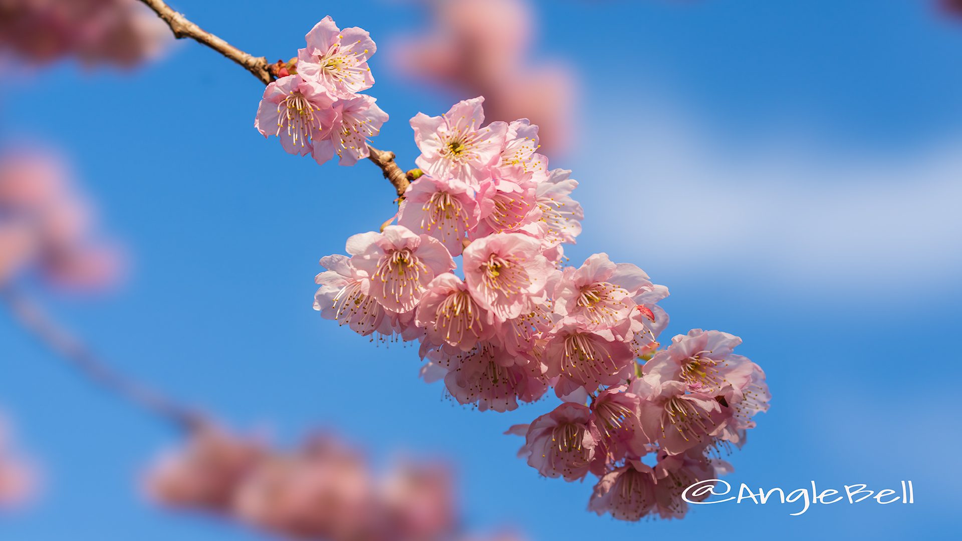 ツバキカンザクラ 椿寒桜