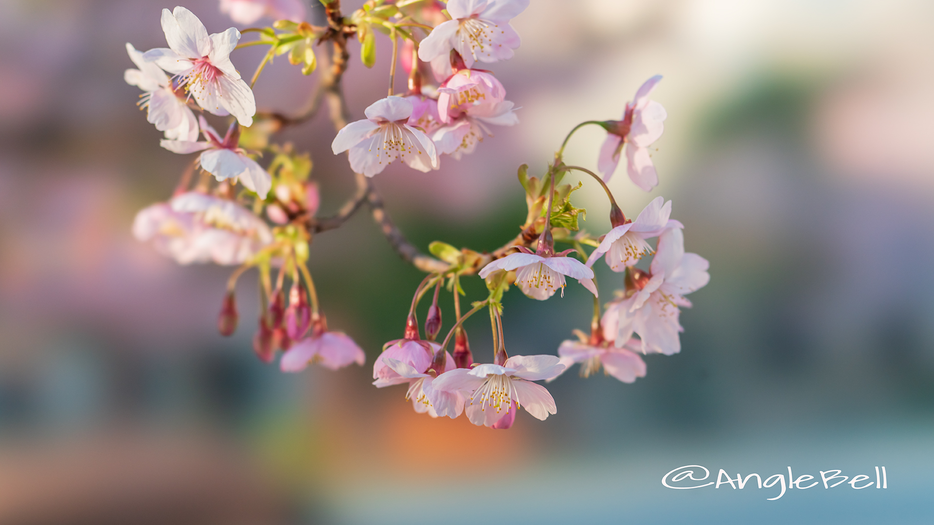 オオカンザクラ 大寒桜 Flower Photo2019＿03