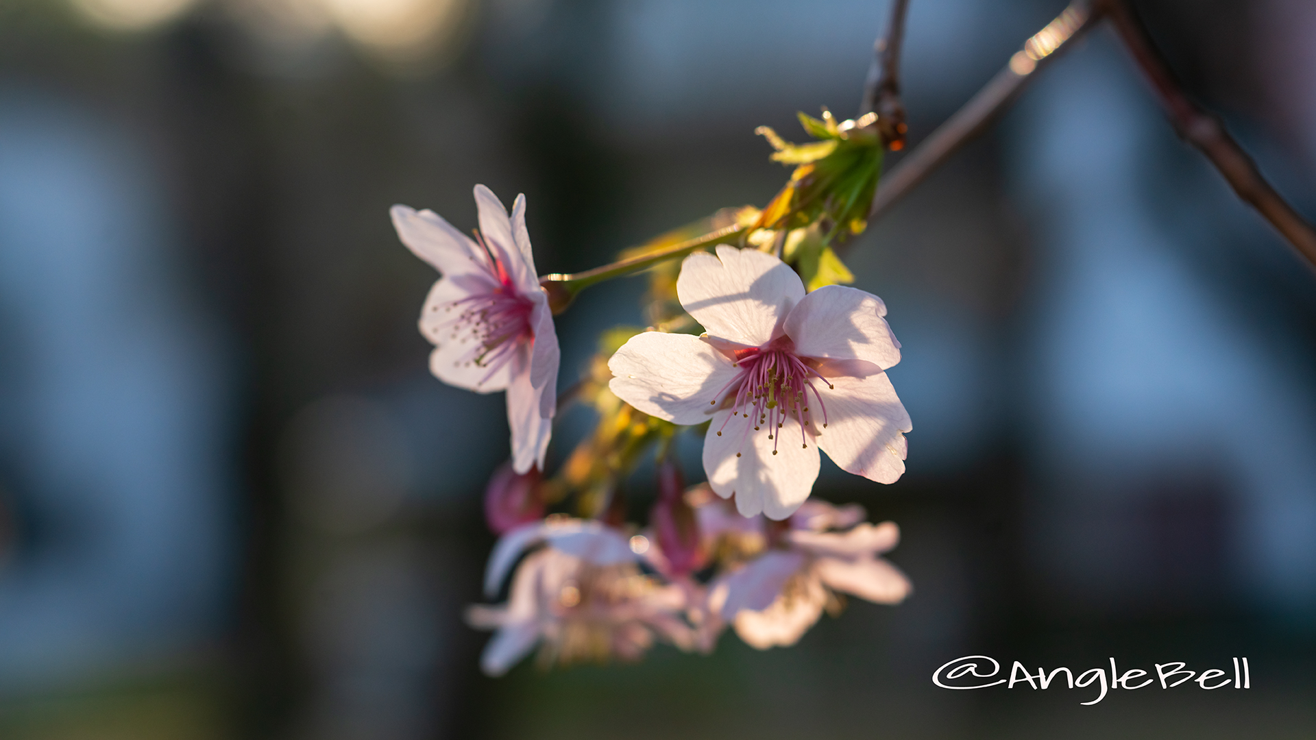 オオカンザクラ 大寒桜 Flower Photo2019＿04