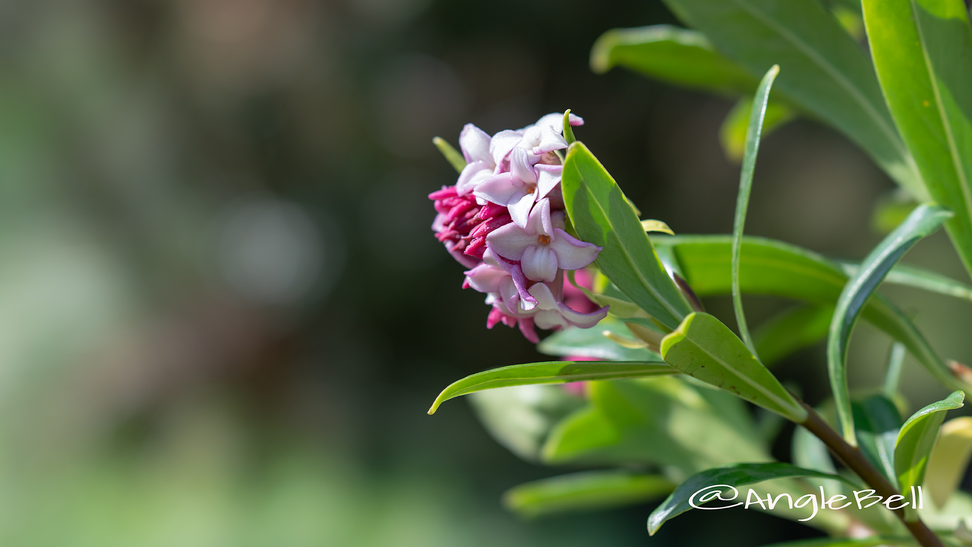 ジンチョウゲ 沈丁花 Flower Photo1