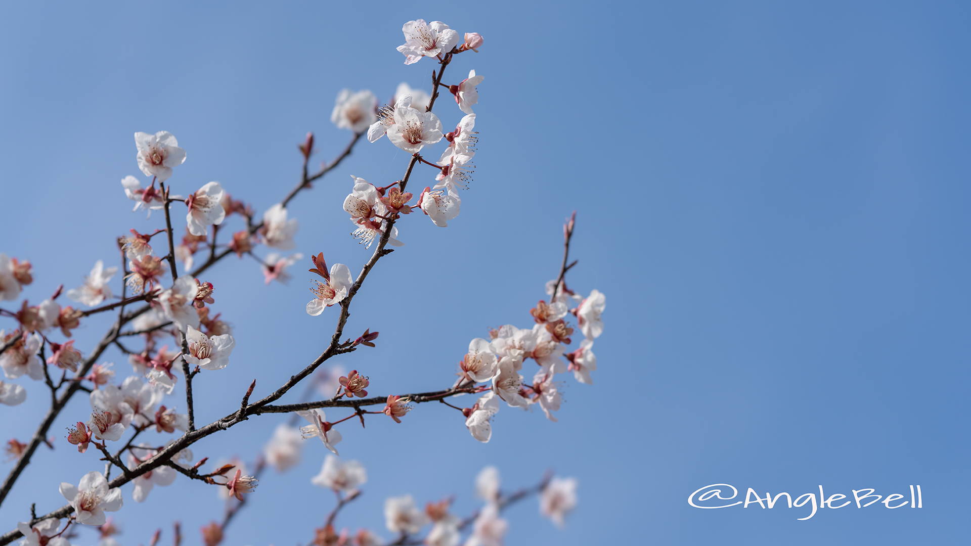 ベニバスモモ 紅葉李 Flower Photo4